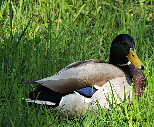 Johnny Puddleduck