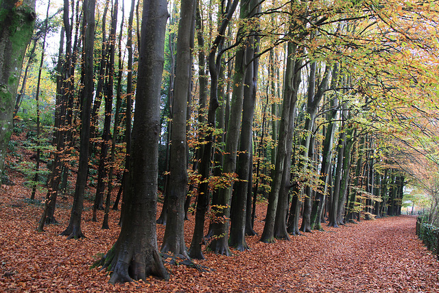 Dinas Powys Woods