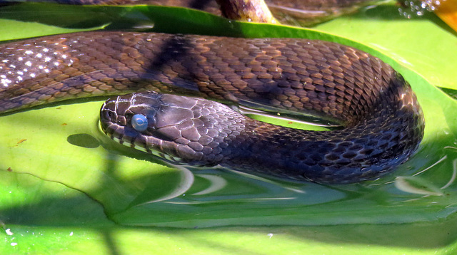 Michigan: Water snake