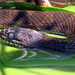 Michigan: Water snake