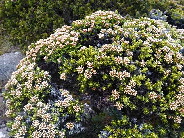 Alpine bush on Mount Wellington