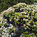 Alpine bush on Mount Wellington