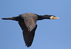 EF7A9940 Cormorant