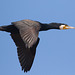 EF7A9940 Cormorant