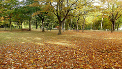 Le parc Charruyer de la Rochelle.