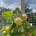 Himbeere 'Golden Queen' (2)