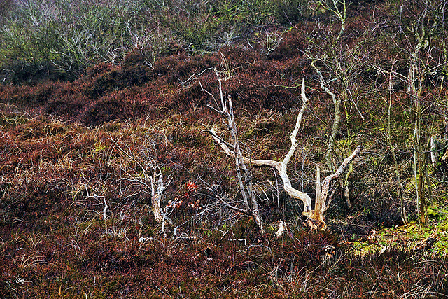 Natur heilt Seele