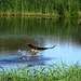 Balbuzard pêcheur (Pandion haliaetus)