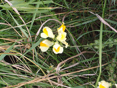 gbw - toadflax