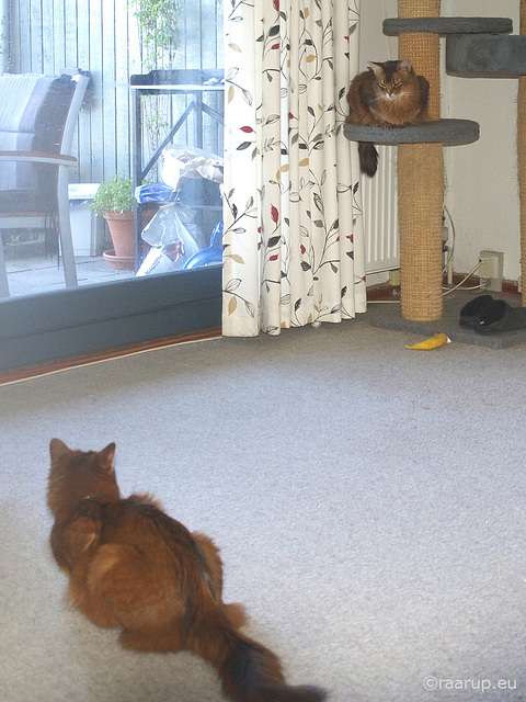 Caithlin meeting the other cats, 2