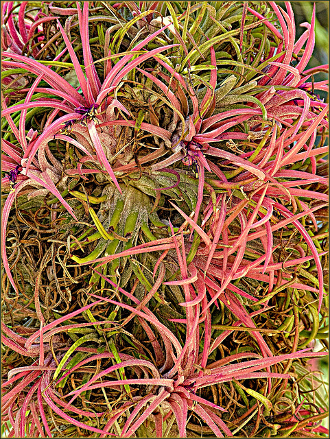 Air-Plant Spectacular