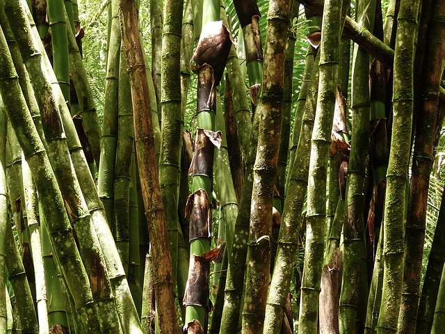 Bamboo, Main Ridge Forest Reserve, Tobago, Day 2