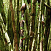 Bamboo, Main Ridge Forest Reserve, Tobago, Day 2