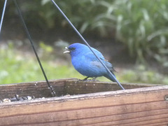 Indigo Buntings