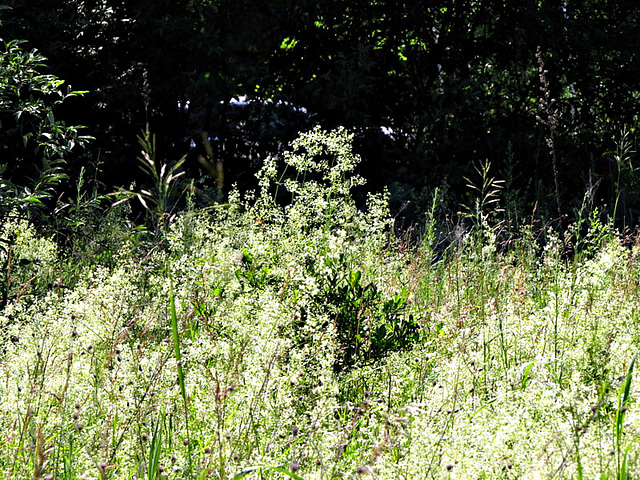 Bedstraw