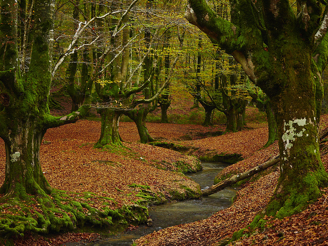 Beech forest