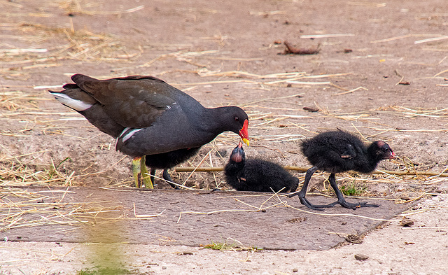 Moorhen with chicks