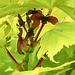 20190528 4836CPw [D~LIP] Gold-Ahorn (Acer shiras 'Aureum'), Frucht, Bad Salzuflen