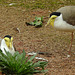 20190901 5535CPw [D~VR] Maskenkiebitz, Vogelpark Marlow