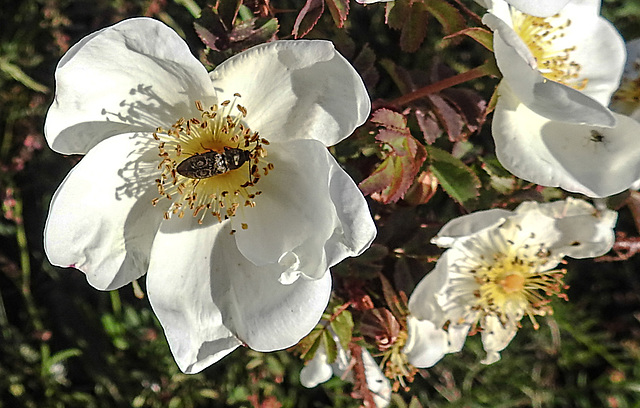 20200521 7657CPw [D~MI] Bibernell-Rose (Rosa spinosissima), Seidenhaariger Schnellkäfer (Prosternon tesselatum), Hille