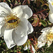 20200521 7657CPw [D~MI] Bibernell-Rose (Rosa spinosissima), Seidenhaariger Schnellkäfer (Prosternon tesselatum), Hille
