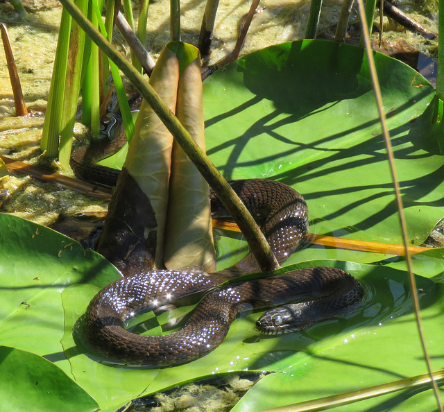 Michigan: Water snake