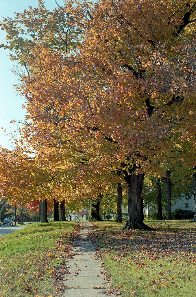 Fall Tree 1988