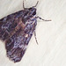 Moth on Bruny Island