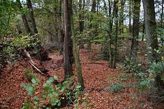 Wüstungen der ehem. Zeche Hütter Bank (Sprockhövel-Herzkamp) / 6.11.2022