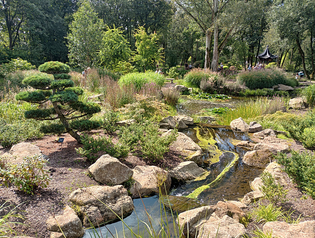 RHS Bridgewater - Chinese woodland