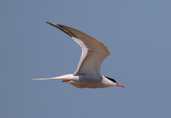 EF7A9946 Common Tern