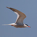 EF7A9946 Common Tern