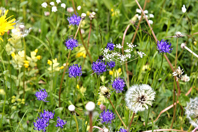 Halbkugelige Teufelskralle - (Phyteuma hemisphaericum)