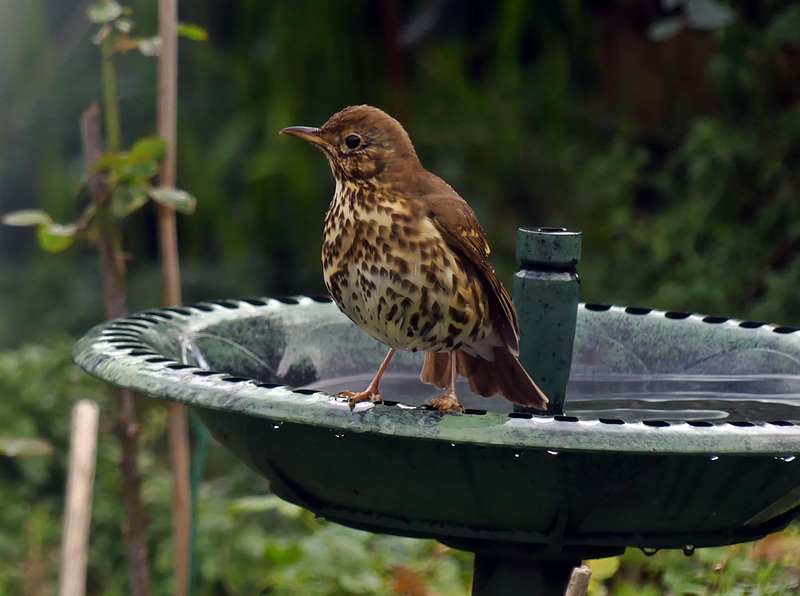 Dans mon jardin