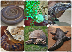 BeauvoirCollage2