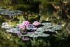 Water lilies Water lilies