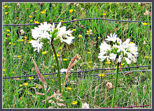 Agapanthus Pair.