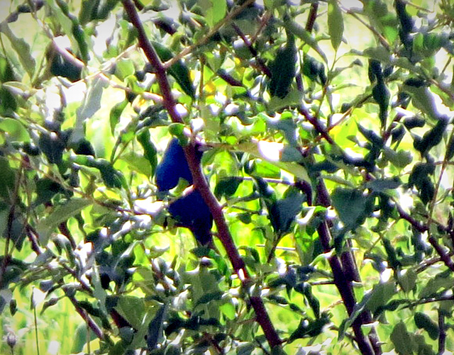 Indigo Bunting