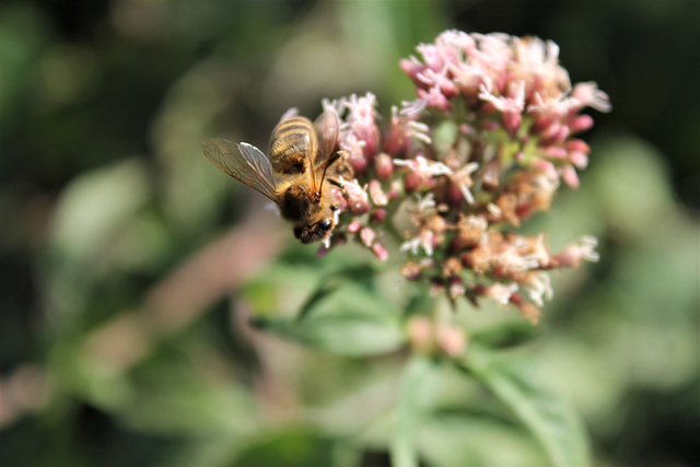 une abeille en plein travail