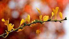 Ginkgo aurifié