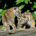Tiger cubs (3)