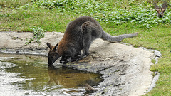 20190901 5536CPw [D~VR] Bennett-Känguru, Haussperling, Vogelpark Marlow