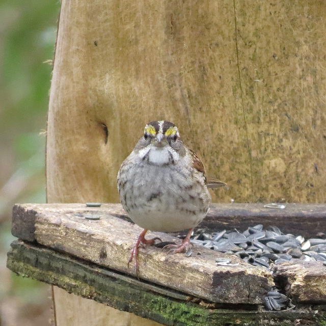 White-throated sparrow