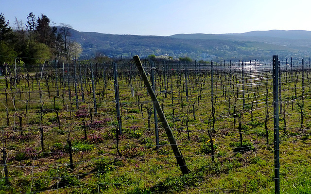 Frühlingsspaziergang