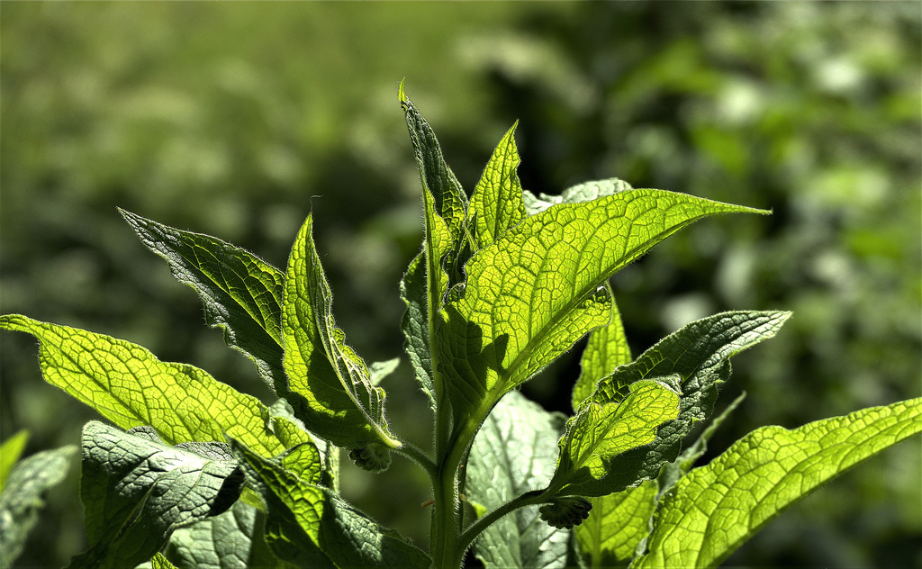 Green Leaves And Light