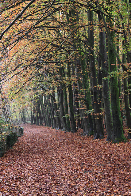 Dinas Powys Woods