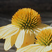 Flowers in Barkerville, BC - Canada