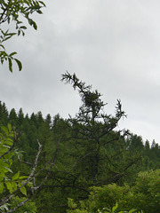 20220828 -11 Ubaye (Alpes de Haute Provence) (660)