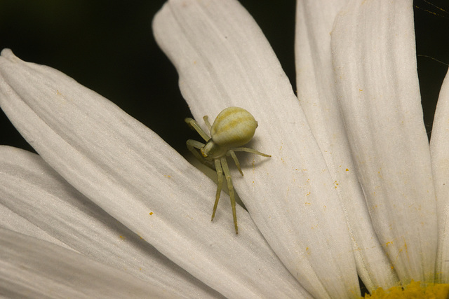 IMG 9655 Crab Spider