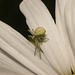 IMG 9655 Crab Spider